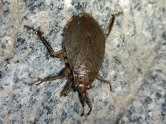 Abedus indentatus