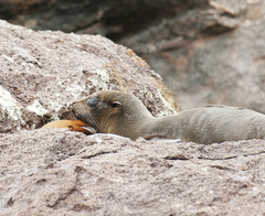 Arctocephalus galapagoensis