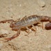 Sawfinger Scorpion - Photo (c) William Mason, some rights reserved (CC BY-NC), uploaded by William Mason