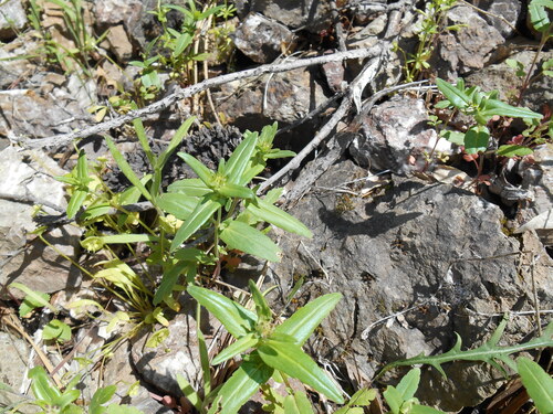 Chinese Houses foliage