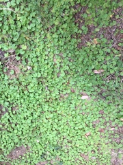 Dichondra carolinensis