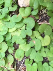 Dichondra carolinensis
