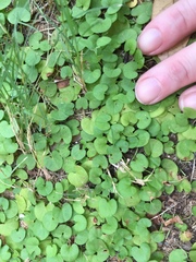 Dichondra carolinensis