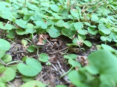 Dichondra carolinensis