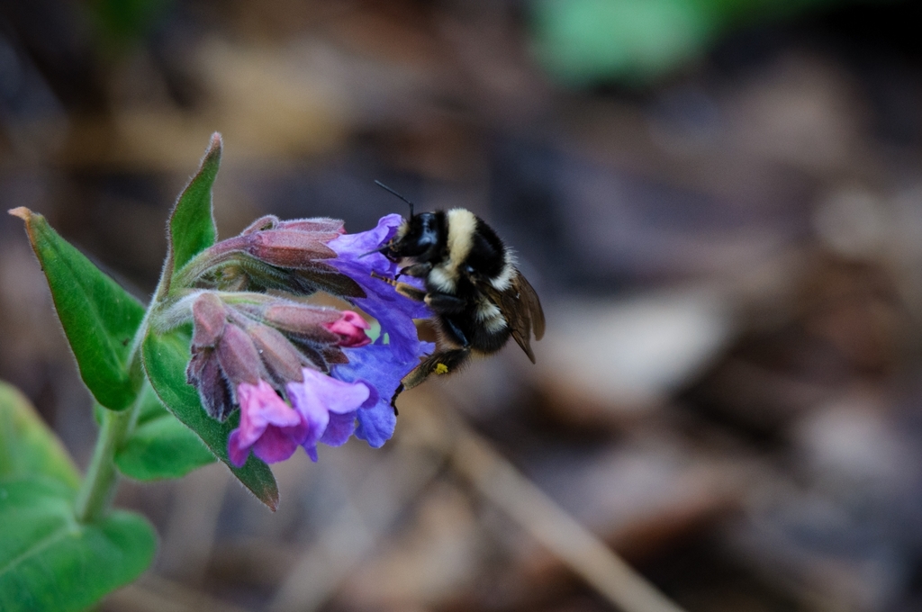 Bombus sichelii
