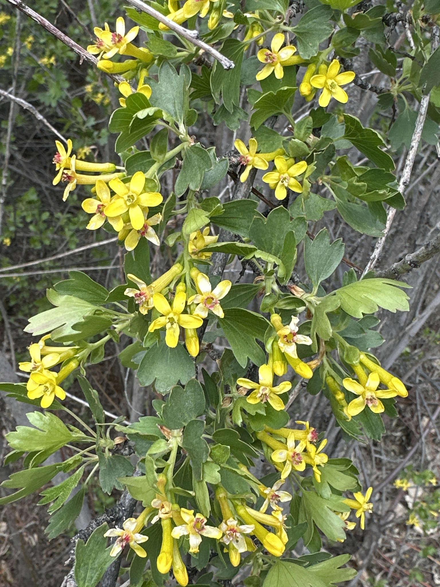 Ribes aureum