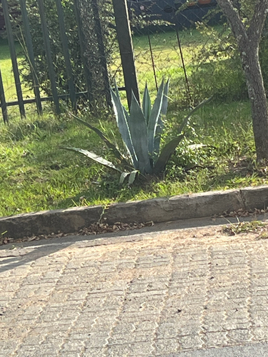American century plant