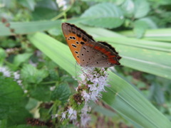 Lycaena phlaeas daimio