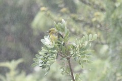 Chlorodrepanis virens wilsoni
