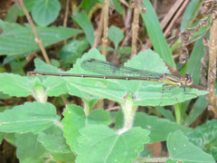 Fredyagrion aculeatum