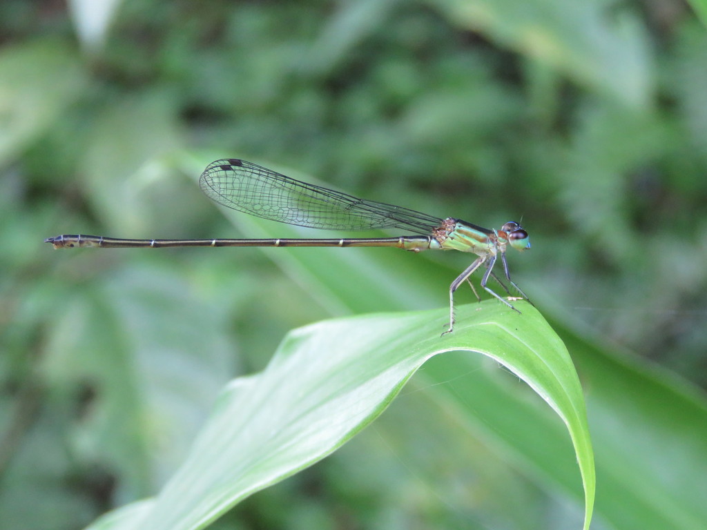 Leptagrion aculeatum