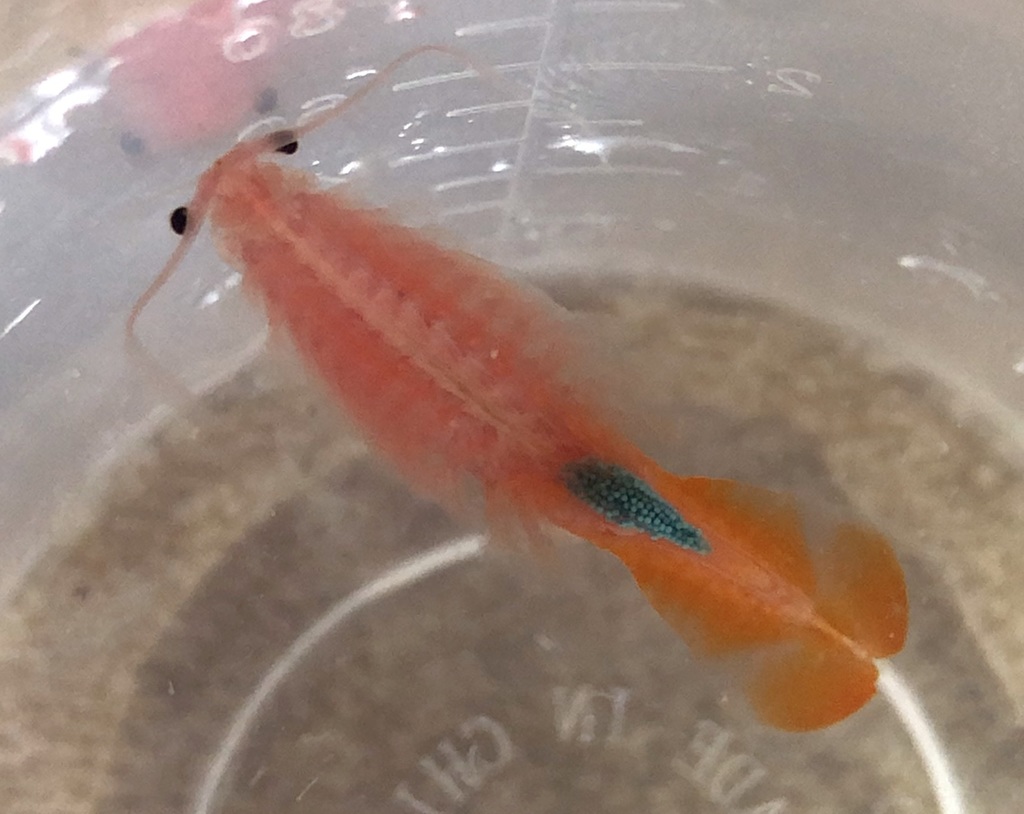 Beavertail Fairy Shrimp