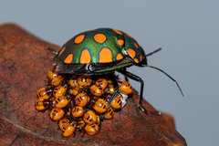 Pachycoris fabricii