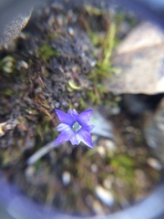 Gentiana prostrata