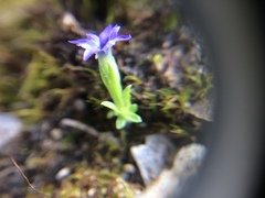 Gentiana prostrata