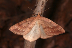 Thallophaga hyperborea