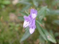 Penstemon lyallii