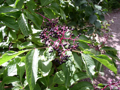 Sambucus racemosa melanocarpa