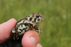 Anaxyrus americanus copei