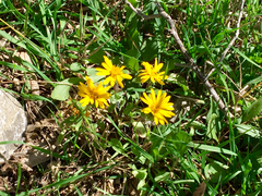 Grindelia scabra
