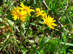 Grindelia scabra