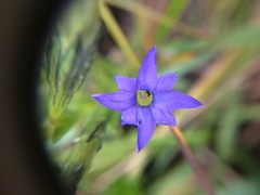Gentiana prostrata