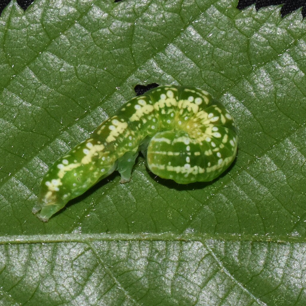 Pyreferra slotteni