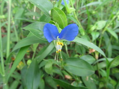 Commelina communis