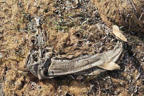 Shovelnose Guitarfish (Pseudobatos productus), a species recorded in California
