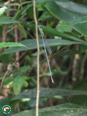 Mecistogaster amalia