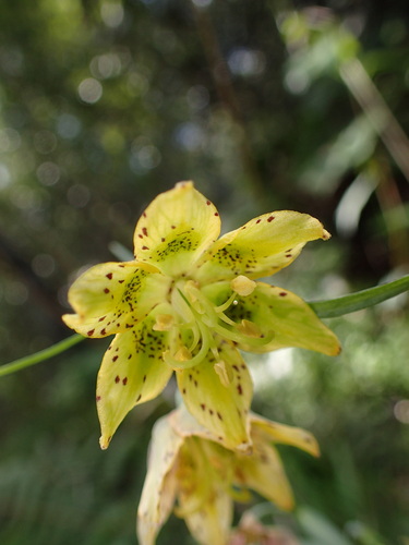 Image of Fritillaria ojaiensis by (c) George Williams, some rights reserved (CC BY)