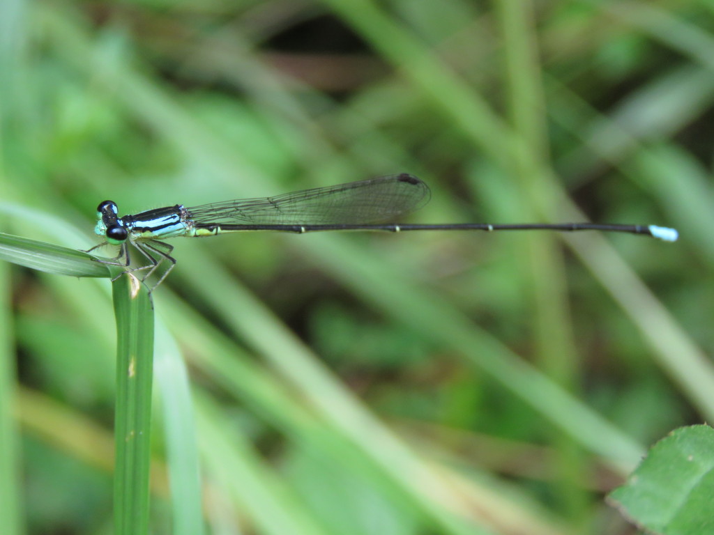 Minagrion mecistogastrum