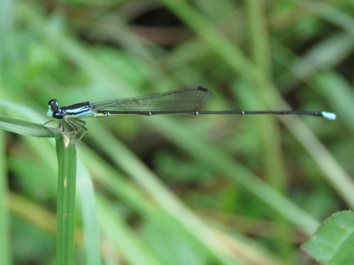 Minagrion mecistogastrum