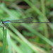Minagrion mecistogastrum - Photo (c) Diogo Luiz, some rights reserved (CC BY-SA), uploaded by Diogo Luiz