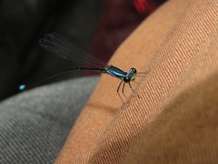 Minagrion mecistogastrum