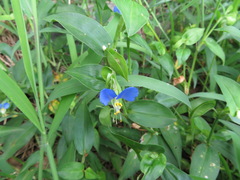Commelina communis