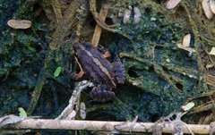 Leptodactylus albilabris