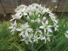 Allium tuberosum