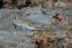 Venezuelan Goby photo 5