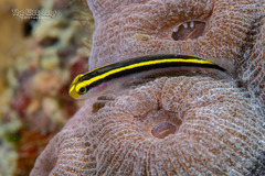 Yellownose Goby photo 4