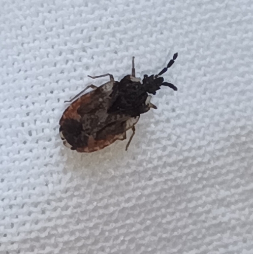 pale-shouldered flatbug, Smallingerland, NL-FR, NL, photo 8 of 10