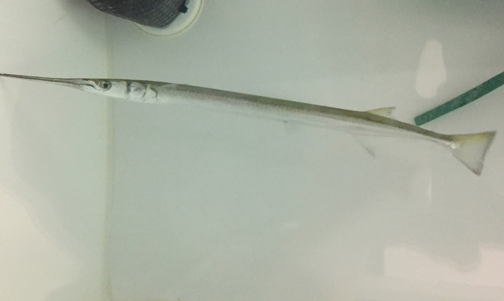 Atlantic Needlefish (Strongylura marina) · iNaturalist