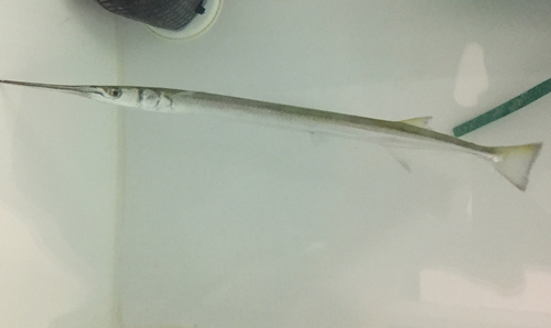Atlantic Needlefish