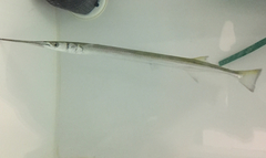 Atlantic Needlefish photo 3