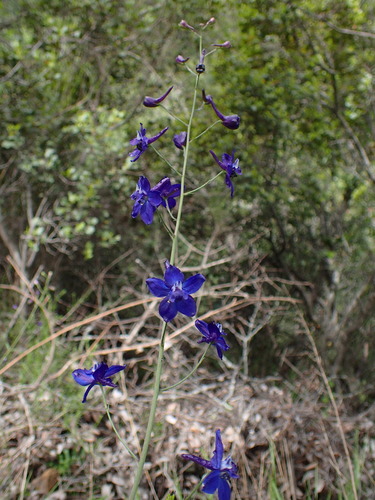 Image of Delphinium patens by (c) George Williams, some rights reserved (CC BY)