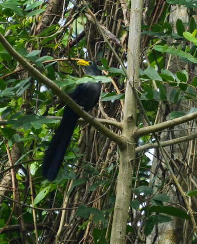 iNaturalist image