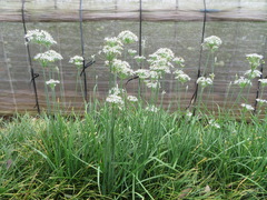 Allium tuberosum