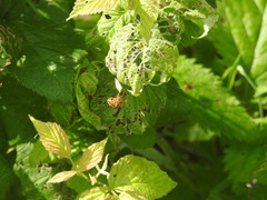 Araneus marmoreus