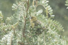 Chlorodrepanis virens wilsoni