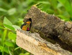 Euphaedra cyparissa aurata